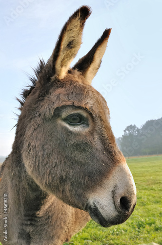 Photo: profil d'un joli âne profil d'un joli âne