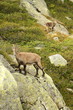 Chamonis in French Alps