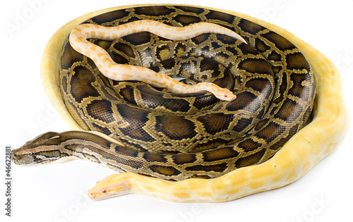 Photo: royal pythons royal pythons