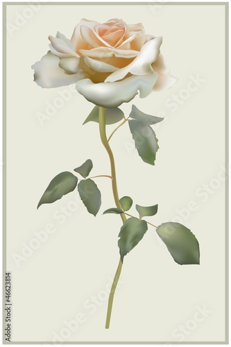Vector: Greeting card with rose. Illustration roses. Greeting card with rose. Illustration roses.