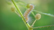 Video: Butterfly Caterpillar Butterfly Caterpillar