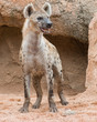 Spotted Hyena