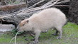 Video: Capybara Capybara