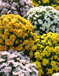fluffy tufts of yellow and white flowers like chrysanthemums