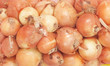 Onions in a fishnet.