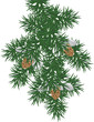 pine branch