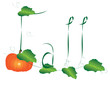 Fall pumpkins