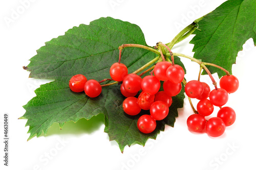 Photo: twig viburnum twig viburnum