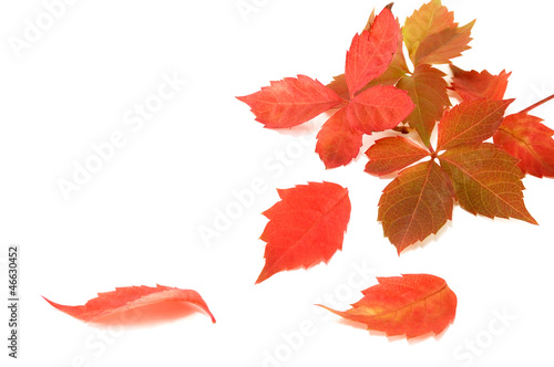 Photo: colorful autumn leaves colorful autumn leaves