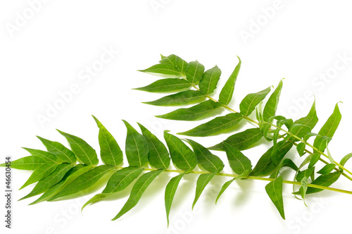 Photo: two sprigs of green plants two sprigs of green plants