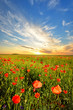 field with poppies