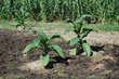 tobacco plants