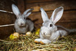 Photo: Young rabbits in a hutch (European Rabbit - Oryctolagus cuniculu Young rabbits in a hutch (European Rabbit - Oryctolagus cuniculu