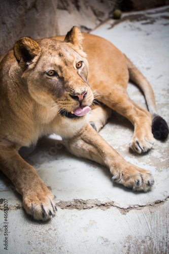 Photo: Close-up portrait of a majestic lioness (Panthera Leo) Close-up portrait of a majestic lioness (Panthera Leo)