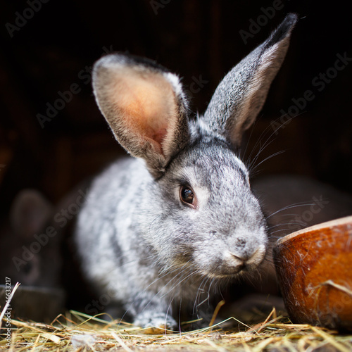 Photo: Cute rabbit popping out of a hutch (European Rabbit - Oryctolagu Cute rabbit popping out of a hutch (European Rabbit - Oryctolagu