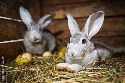 Photo: Young rabbits in a hutch (European Rabbit - Oryctolagus cuniculu Young rabbits in a hutch (European Rabbit - Oryctolagus cuniculu