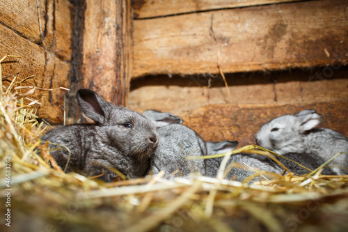 Photo: Young rabbits in a hutch (European Rabbit - Oryctolagus cuniculu Young rabbits in a hutch (European Rabbit - Oryctolagus cuniculu