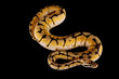 ball python bumblebee