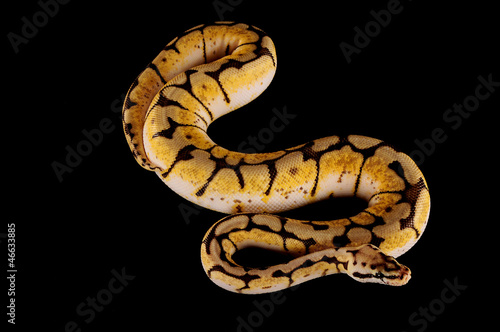 Photo: ball python bumblebee ball python bumblebee