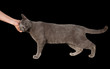 Photo: Chartreux cat Chartreux cat
