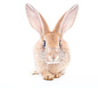 Red rabbit