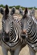 Zebras
