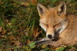Rotfuchs am ruhen