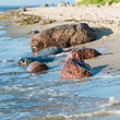 Foto: Große Findlinge am Ostseestrand Große Findlinge am Ostseestrand