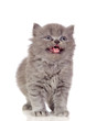 Beautiful angora kitten with gray and soft hair