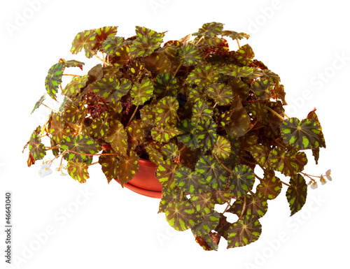 Photo: Begonia rex in pot. Isolated on white Begonia rex in pot. Isolated on white