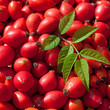 Hagebutten - Rosa canina