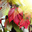 Photo: Autumnal maple leaves Autumnal maple leaves