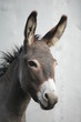 Photo: Donkey Donkey