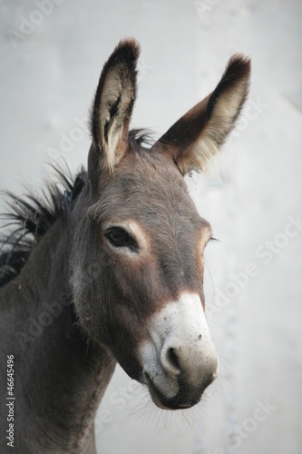 Photo: Donkey Donkey