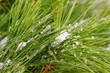 Snow on the brunch.