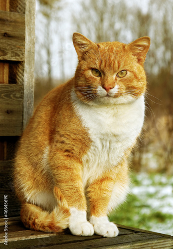 Photo: Cat on the bench. Cat on the bench.
