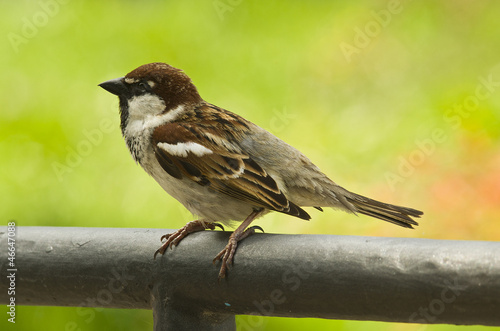 Photo: bird - tree sparrow on the green background bird - tree sparrow on the green background