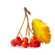 ashberry
