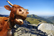 Vache salers, arrière plan montagne