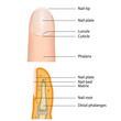 fingernail medical vector illustration, english description