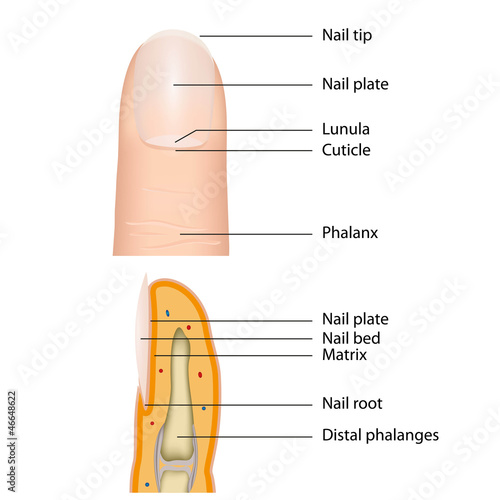 Vector: fingernail medical vector illustration, english description fingernail medical vector illustration, english description