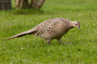 Pheasant female profile view walking on grass