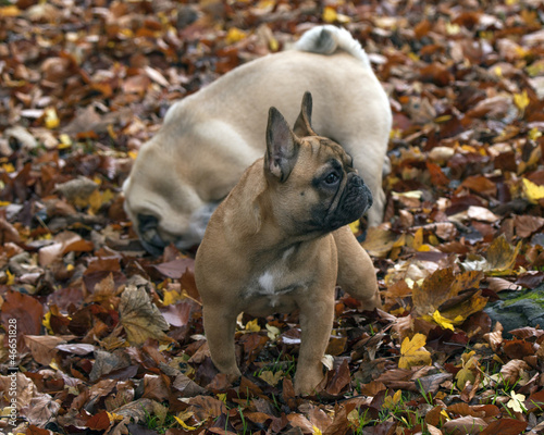 Photo: Pug Pug