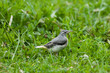 Grey wagtail fledgling juvenile on grass