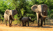 3 Elefanten trompeten