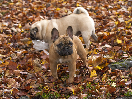 Photo: Pug Pug