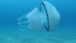 Video: Jellyfish (Rhizostoma Pulmo) Jellyfish (Rhizostoma Pulmo)