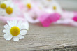 Kamillenblüte auf Holz