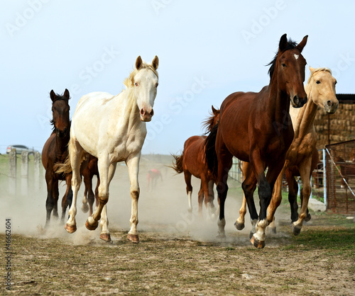 Photo: Horse Horse