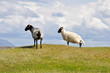Flock of sheep, Mannin Bay (Ireland)